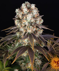 Bruce Banner — изображение 12