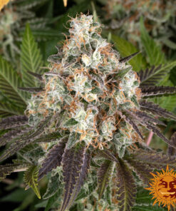 Bruce Banner — изображение 13