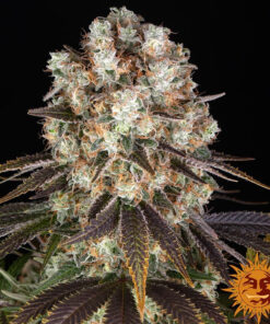 Bruce Banner — изображение 14