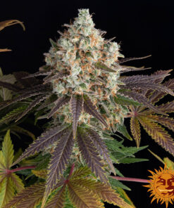 Bruce Banner — изображение 3