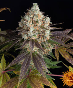 Bruce Banner — изображение 4