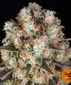 Bruce Banner — изображение 6