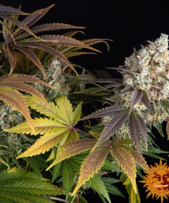 Bruce Banner — изображение 7