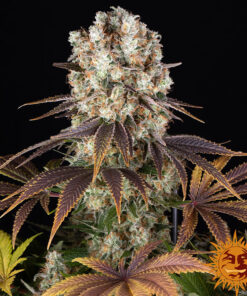 Bruce Banner — изображение 8