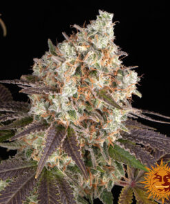 Bruce Banner — изображение 9