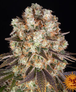 Bruce Banner — изображение 10