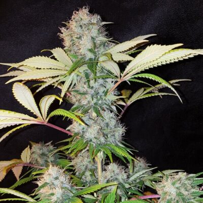 Bubble Kush Royal Queen Seeds