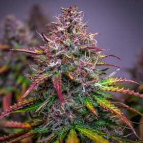 Bubble Kush Auto Royal Queen Seeds
