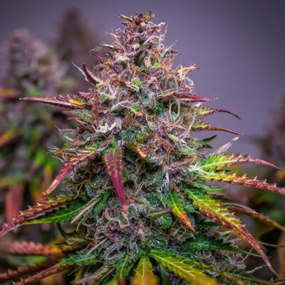 Bubble Kush Auto Royal Queen Seeds