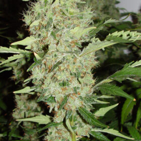 Bubble Gum SeriousSeeds
