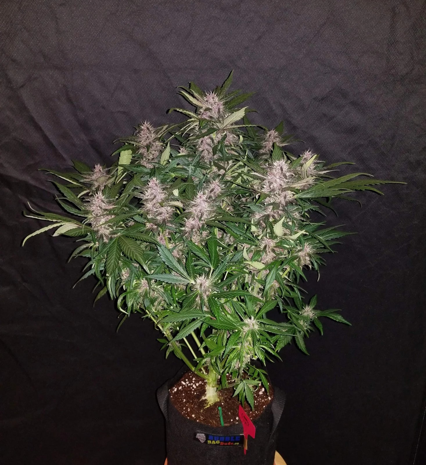 C4 Auto — изображение 2