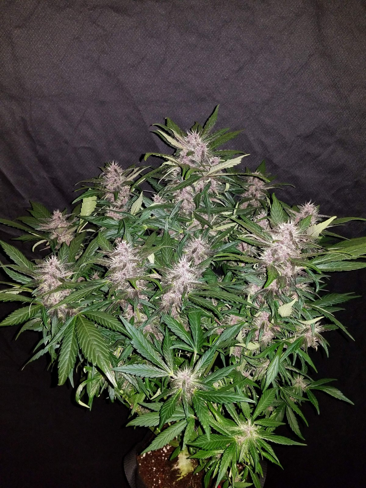 C4 Auto — изображение 3
