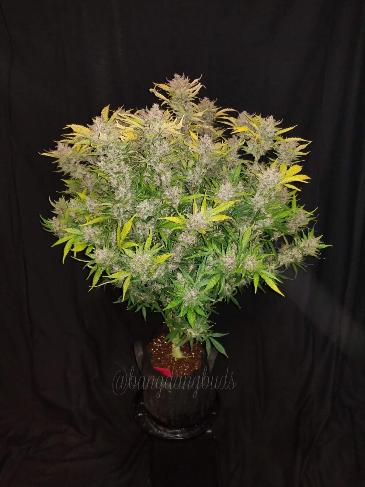 C4 Auto — изображение 4