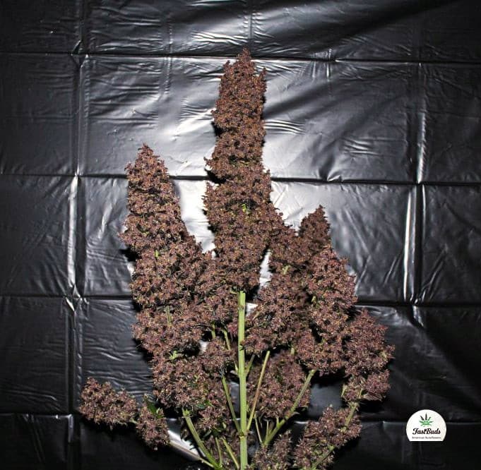 C4 Auto — изображение 5