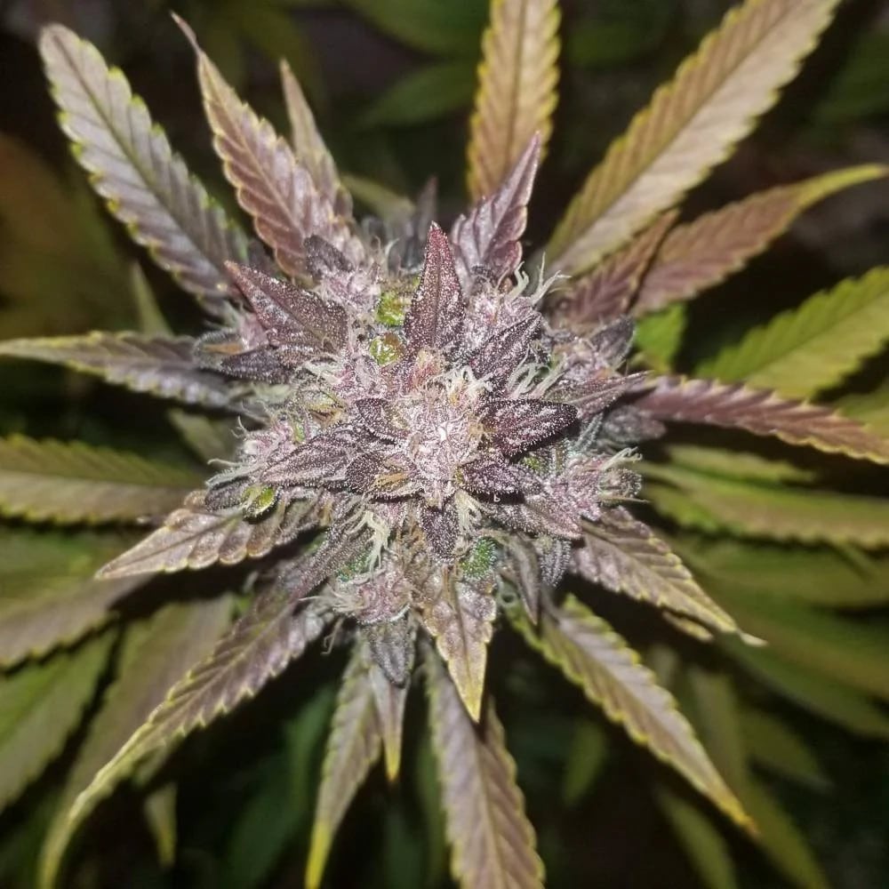 C4 Auto — изображение 6