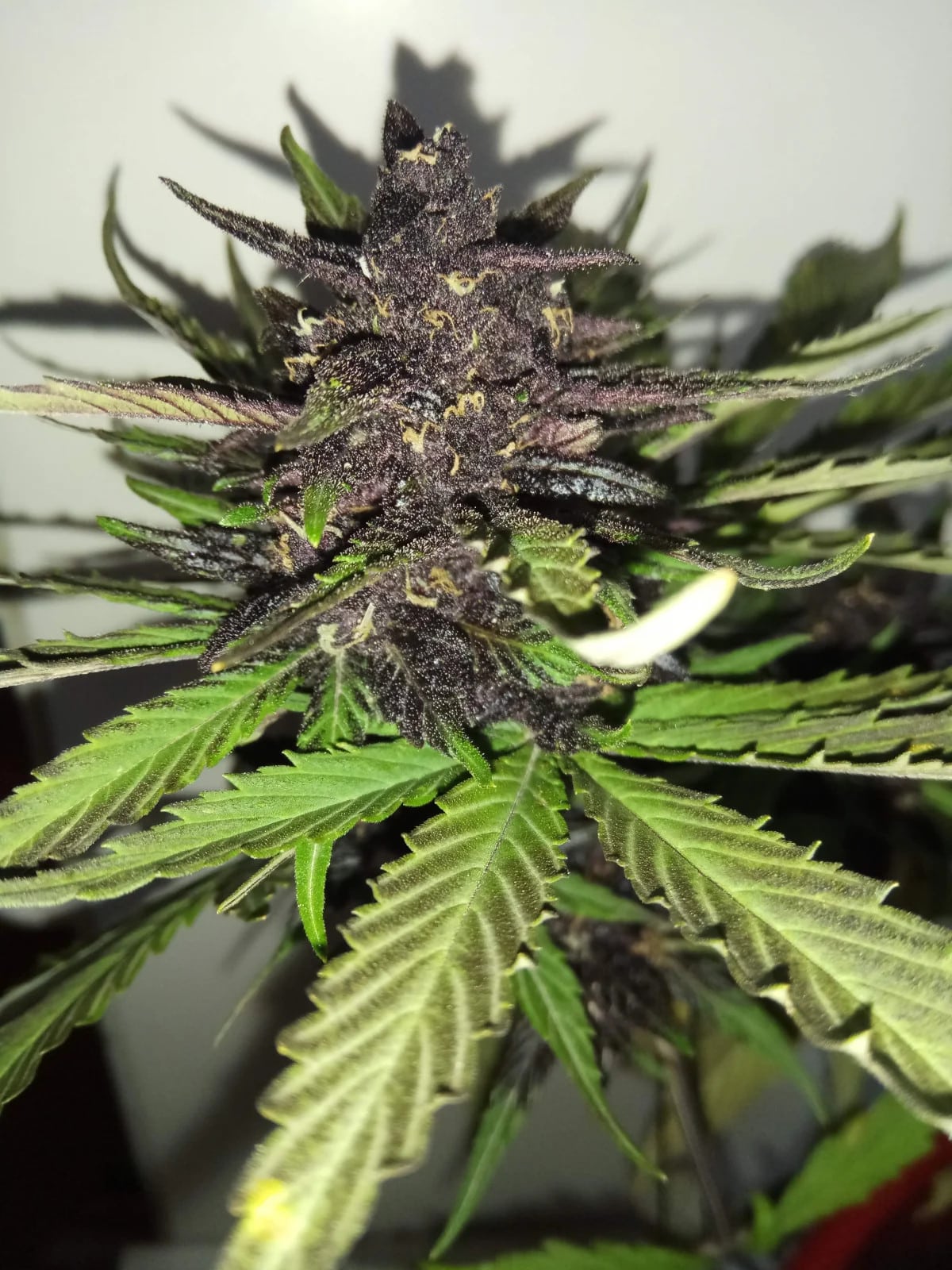 C4 Auto — изображение 7