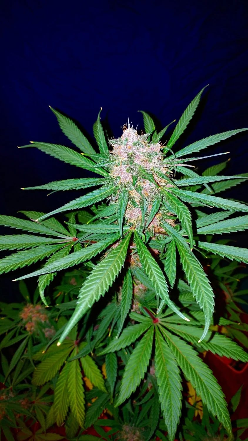 C4 Auto — изображение 8