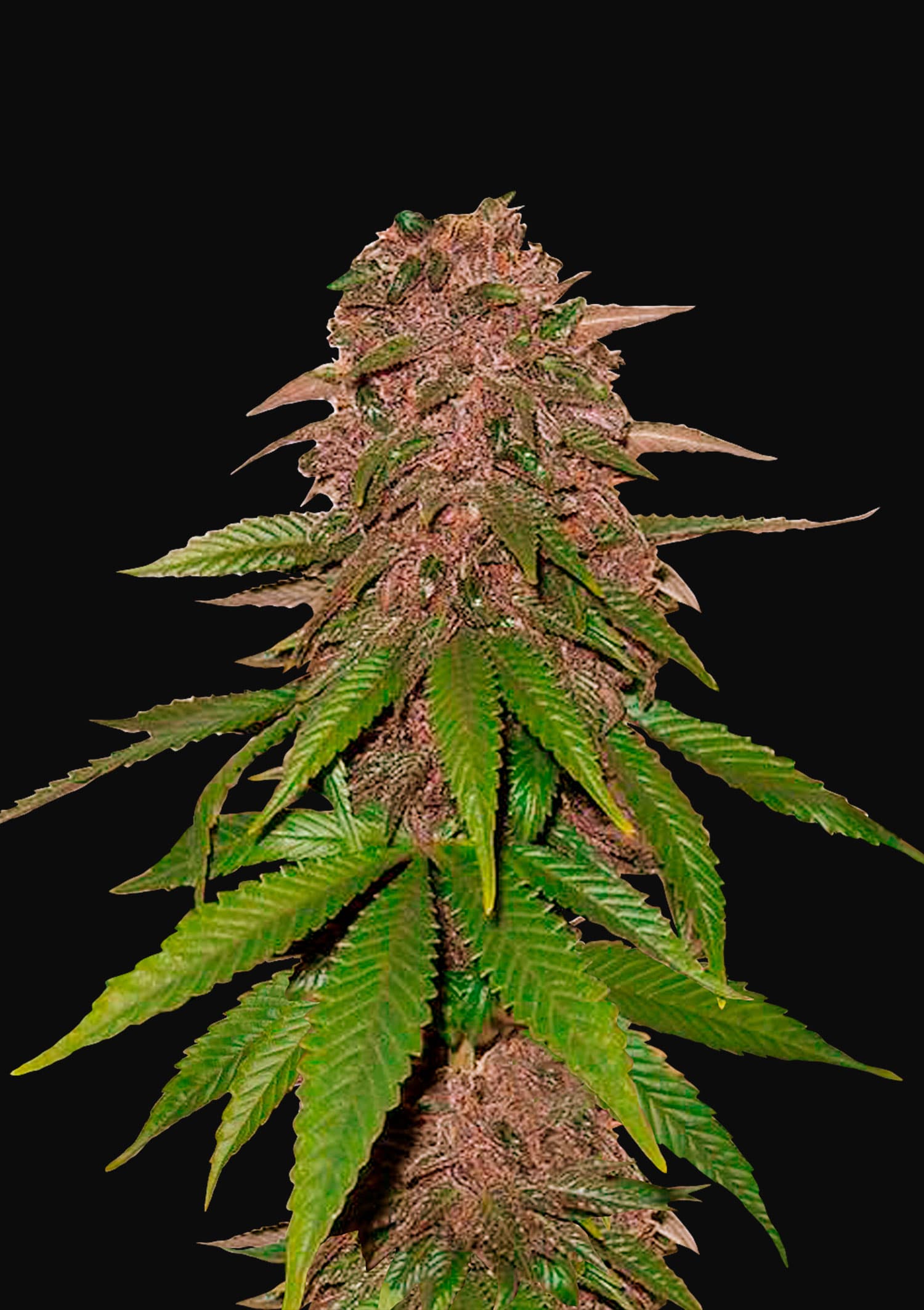 C4 Auto Fast Buds Seeds