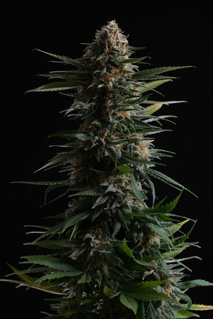 Candy Cream Fast Kannabia Seeds