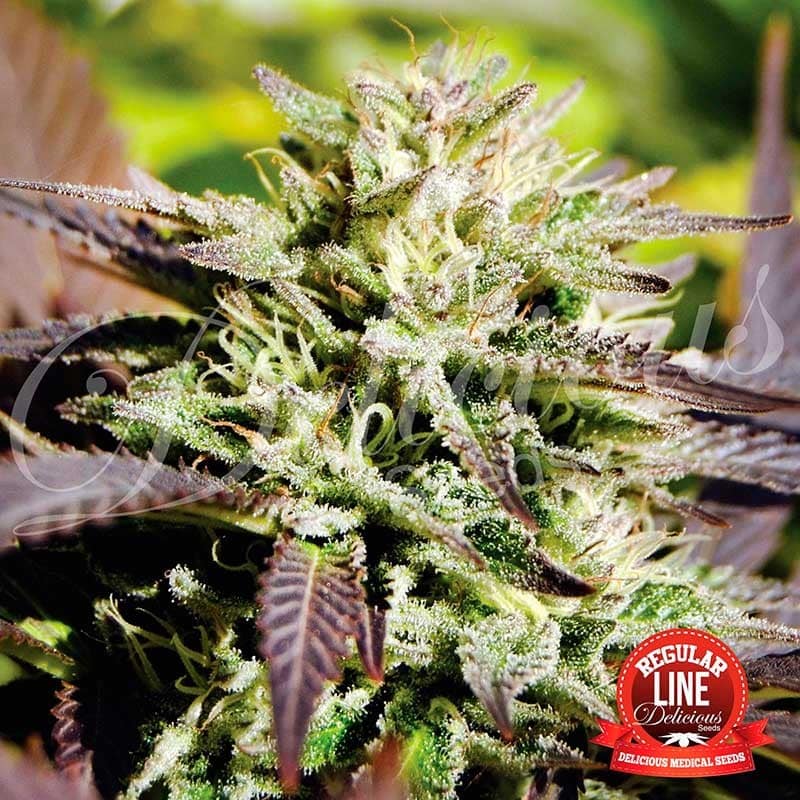 Caramelo Regular Delicious Seeds