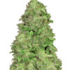 CBD Auto 20:1 Fast Buds Seeds