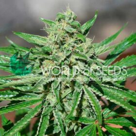 Tonic CBD WorldOfSeeds