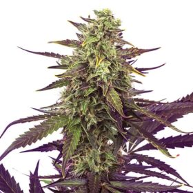 Cereal Milk Royal Queen Seeds