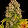 Cheese Auto Barneys Farm Seeds