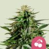 Cherry Pie Royal Queen Seeds