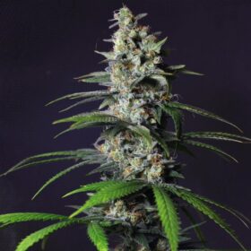 Chocolate Haze Royal Queen Seeds