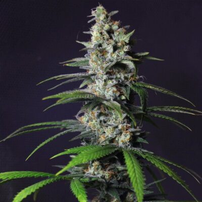 Chocolate Haze Royal Queen Seeds