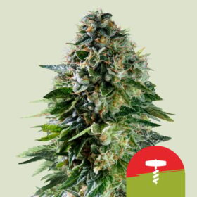 Corkscrew Auto Tyson x Royal Queen Seeds