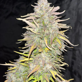 Crack CBD Auto Fast Buds Seeds