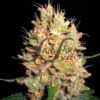 Crazy Miss Hyde SamsaraSeeds