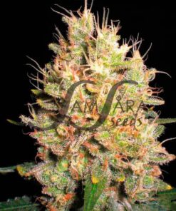 Crazy Miss Hyde SamsaraSeeds