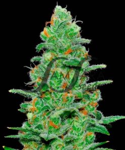 Crazy Miss Hyde Auto SamsaraSeeds