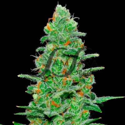 Crazy Miss Hyde Auto SamsaraSeeds