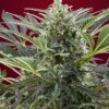 Cream 47 Sweet Seeds
