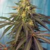Cream Caramel CBD Sweet Seeds
