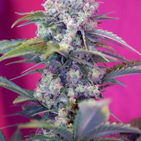 Cream Mandarine Auto Sweet Seeds