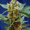 Cream Mandarine XL Auto Sweet Seeds