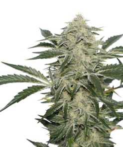 Creamy Kees regular SuperSativaSeedClub