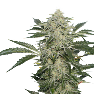 Creamy Kees regular SuperSativaSeedClub