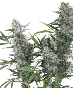 Creeper Auto SuperSativaSeedClub