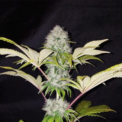 Critical Kush Royal Queen Seeds