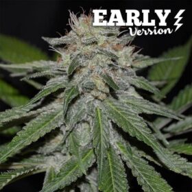 Critical Neville Haze Early Version Delicious Seeds