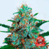 Critical Neville Haze Regular Auto Delicious Seeds