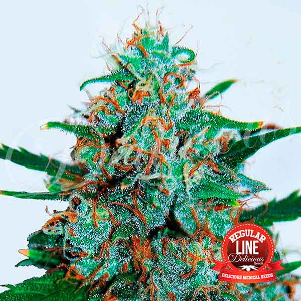 Critical Neville Haze Regular Auto Delicious Seeds