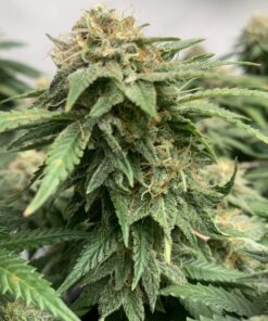 Critical Regular Royal Queen Seeds