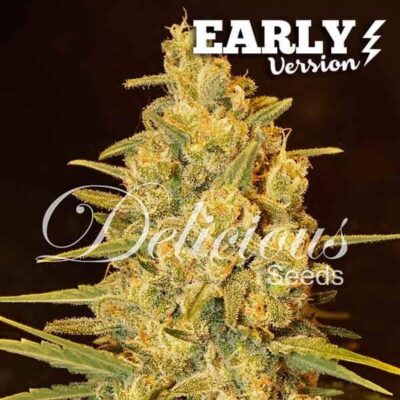 Critical Sensi Star Early Version Delicious Seeds